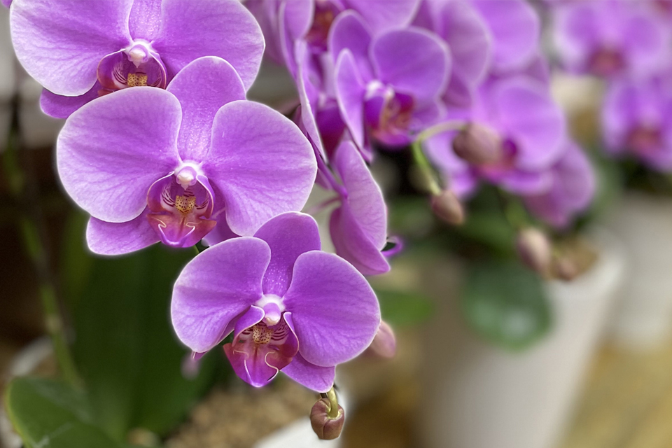 orchid flower