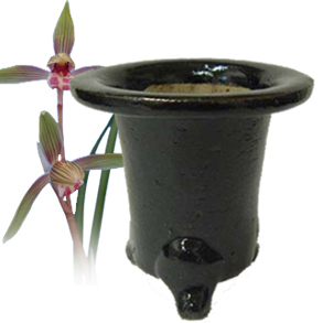伝統園芸植物鉢
